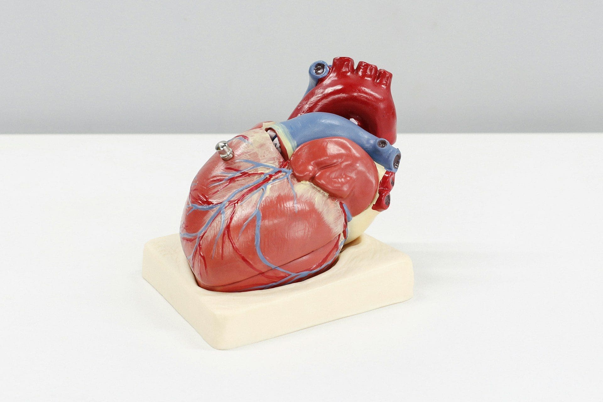 human heart model -importance of cardiovascular exercise